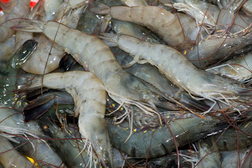 Shrimps