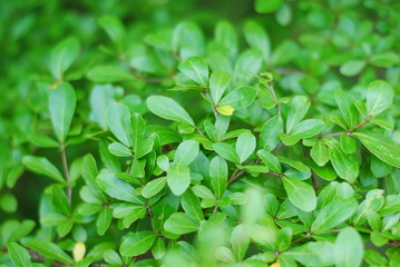 tree,wall,background,green,nature,leaves