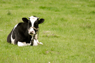 Cow on the grass