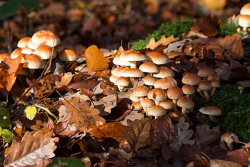 Waldpilze an einem hellen Tag