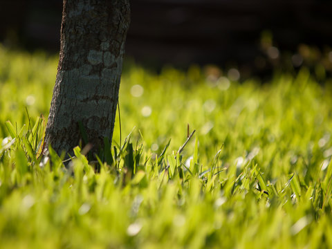 close-up tree on a background of green grass lawn.
