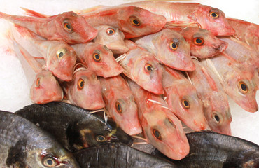 poisson rouget grondin