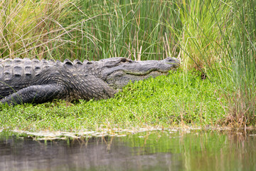 Large American alligator