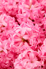 Pink Hyacinth