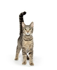 Fototapeta premium Adult tabby cat on white