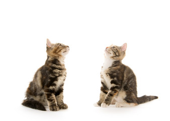 Two cute kittens on white