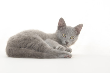 Fototapeta na wymiar cute gray kitten on white
