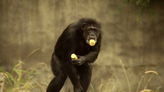 Chimpanzee Eating Corn and Walking on Log