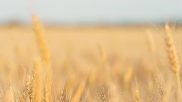 Woman's Hand Running through Wheat