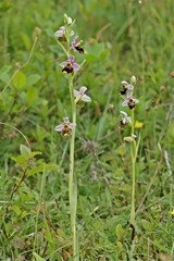 Hummel-Ragwurz (Ophrys holoserica)
