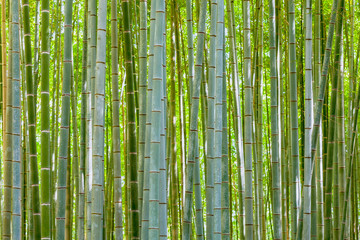 bamboo background in nature at day