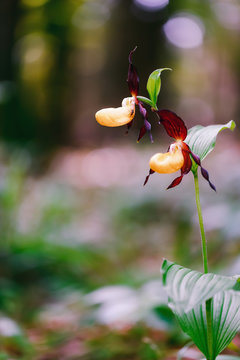Golden Lady Slipper Orchid