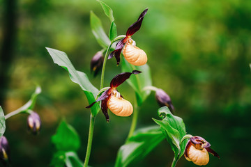 Golden Lady Slipper Orchid