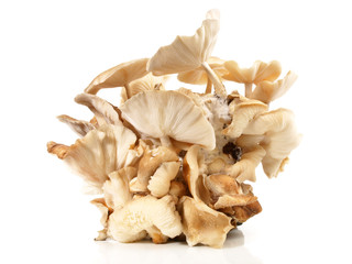 Shiitake - Pilzzucht