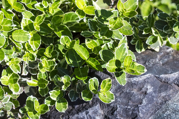 Бересклет Форчуна пёстролистный (Еuonymus fortunei)