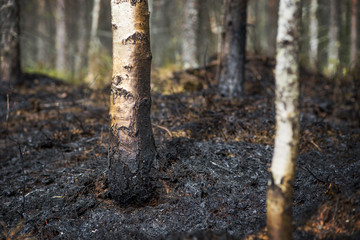 Fototapeta premium After the fire