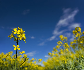 rapeseedflower