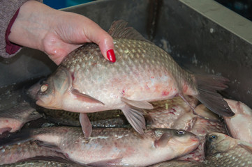 Fresh fish crucian is sold at the Bazaar