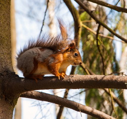 Red squirrel sitting on a tree branch in the forest