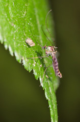 Chironomus annularius.