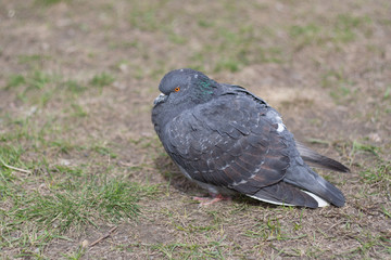 Pigeons on the grass
