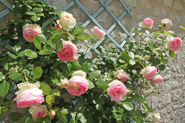 Fototapeta premium Rose Pierre de Ronsard