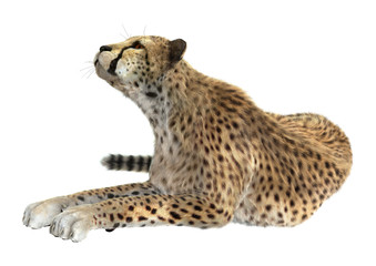 Cheetah