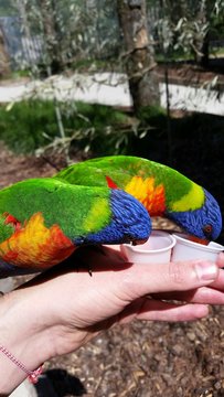 Lori arc en ciel affam&eacute;s