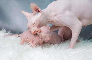 Sphynx hairless kitten  