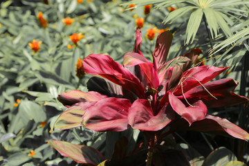 Rote Tropenpflanze vor zartgrünem Hintergrund
