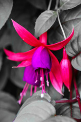 Rosa Lila Fuchsien vor schwarz weißem Hintergrund