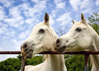 Two Arabian horses gazing left side by side