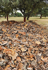Descorche del alcornoque, Los Alcornocales, Andalucía, España