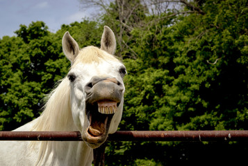 Silly Arabian horse with mouth open exposing crooked smile and teeth