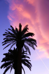 Schattige Palmen im Sonnenuntergang in Nevada