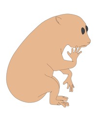 cartoon image of nycticebus coucang