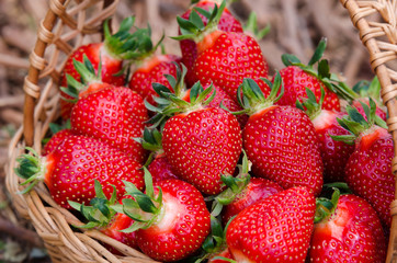 Strawberries