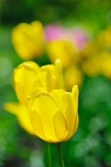 Group of yellow tulips in the park