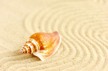 Sea shell on sandy beach