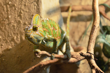 Walking Chameleon