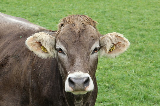 Bild einer braunen Kuh auf der Weide