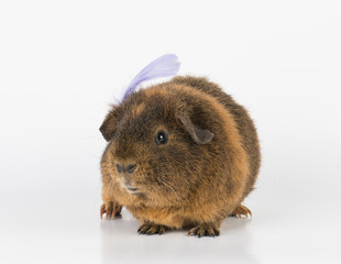 Guinea  Pig - Stock image macro.