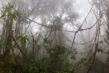 Foggy jungle