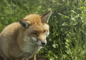Old dog fox in grass