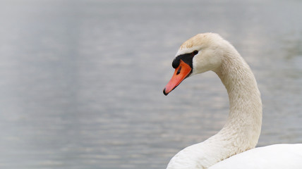 Fototapeta na wymiar swan