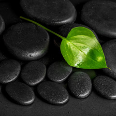 Fototapeta na wymiar spa concept of green leaf Calla lily on black zen stones with de