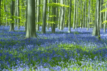  Bluebell flowers in Halle Forest, a mystical forest in Belgium. © evcalipt