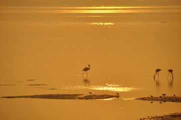 Flamingos four