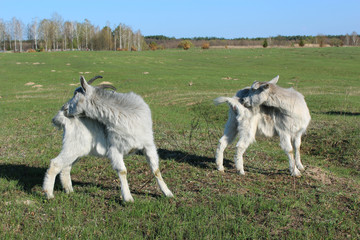 goats scratching themself simultaneously on the pasture