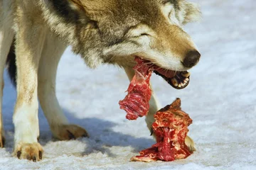 Photo sur Aluminium Loup le loup mange de la viande